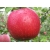 Jabłoń IDARED  karłowa z doniczki art. nr 327D