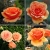 Róża wielkokwiatowa POMARAŃCZOWA  z doniczki art. nr 515D