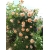 Róża pnąca HERBACIANA ANGIELSKA z doniczki art. nr 526D