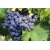 Winorośl , winogron  Vitis SCHURLEY art. nr 614
