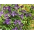 Powojnik Clematis Teshio 'fioletowy, pełny