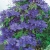 Powojnik Clematis ,,Jackmanii" 675D