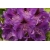 Różanecznik POLARNACHT  purpurowo-fioletowy