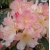 Rododendron jakuszimański PERCY WISEMAN  łososioworóżowy