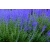 Perovskia Blue Steel DON C1,5