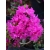 Azalia japońska PURPURTRAUM piękny niespotykany kolor fuksja