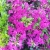 Azalia japońska PURPURTRAUM piękny niespotykany kolor fuksja