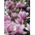 Magnolia HAEVEN SCENT art. nr 781D