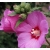 Hibiskus syryjski 'Woodbridge' Hibiscus