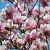 Magnolia soulangeana  ALEXANDRINA różowo-biała