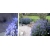 BARBULA KLANDOŃSKA - niebiański błękit w ogrodzie