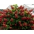 Hortensja dębolistna BURGUNDY // efektowne winno-czerwone liście
