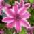 Clematis wielkokwiatowy CARNABY powojnik o cieniowanych różowych kwiatach
