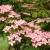 Dereń kousa DWARF PINK nowa odmiana o delikatnie zaróżowionych kwiatach