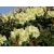 Rododendron Różanecznik masłowy GOLDKRONE karłowy, niska odmiana