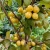 DEREŃ JADALNY JANTARNYJ plenna odmiana ukraińska o żółtych owocach