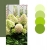 Hortensja bukietowa PASTELGREEN c3 30-45 cm // delikatna, subtelna barwa kwiatu