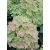 Hortensja bukietowa PASTELGREEN c3 30-45 cm // delikatna, subtelna barwa kwiatu