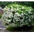 Hortensja bukietowa PHANTOM- śnieżnobiałe, olbrzymie kwiaty