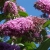 Budleja NA PNIU różowa  PINK DELIGHT sadzonki - rarytas o unikalnym kolorze