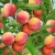 Brzoskwinia  deserowa SUNCREST  // Piękne owoce i dobre owocowanie !!!