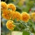 Budleja NA PNIU żółta Weyera SUNGOLD sadzonki - rarytas o unikalnym kolorze