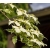 Dereń kousa TRI SPLENDOR kremowe kwiaty ozdobny z białozielonych liści