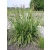 Turzyca zwisła Carex pendula // idealna nad oczka wodne